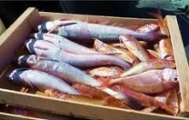 Dal 1° settembre al 15 ottobre fermo obbligatorio della pesca Dal 1° settembre al 15 ottobre fermo obbligatorio della pesca