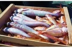 Dal 1&deg; settembre al 15 ottobre fermo obbligatorio della pesca