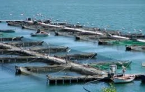 UE: cooperare per un’acquacoltura sostenibile UE: cooperare per un’acquacoltura sostenibile