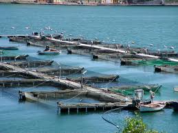 UE: cooperare per un’acquacoltura sostenibile