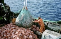 Bando per investimenti nel settore della pesca e acquacoltura Bando per investimenti nel settore della pesca e acquacoltura