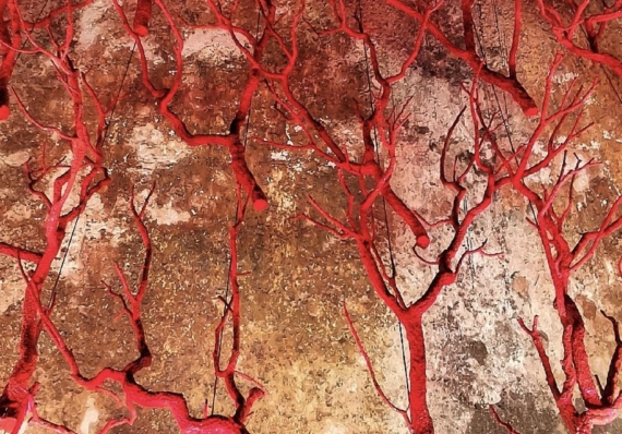 Apertura termini presentazione domande di autorizzazione per la pesca del corallo rosso
