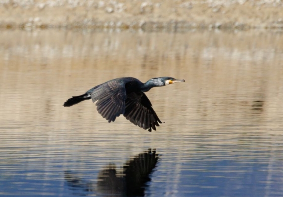 Avviso pubblico “Compensazioni agli acquacoltori per danni causati da fauna selvatica – uccelli ittiofagi (cormorani)”
