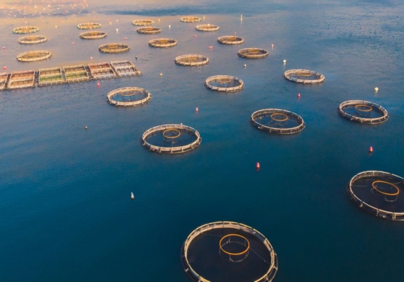 Fondo Europeo per gli Affari Marittimi, la Pesca e l’Acquacoltura (FEAMPA) – Approvato e pubblicato l’avviso “Azione 4 Competitività e sicurezza dell’attività di acquacoltura” 